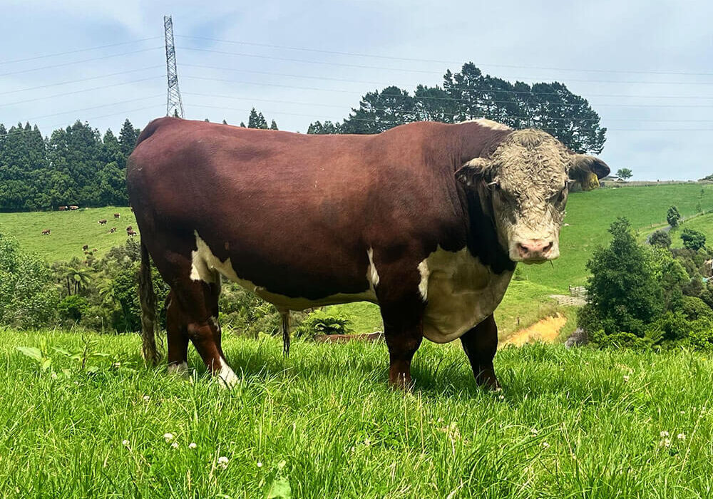 Sarona Herefords Koanui Magic Bull.