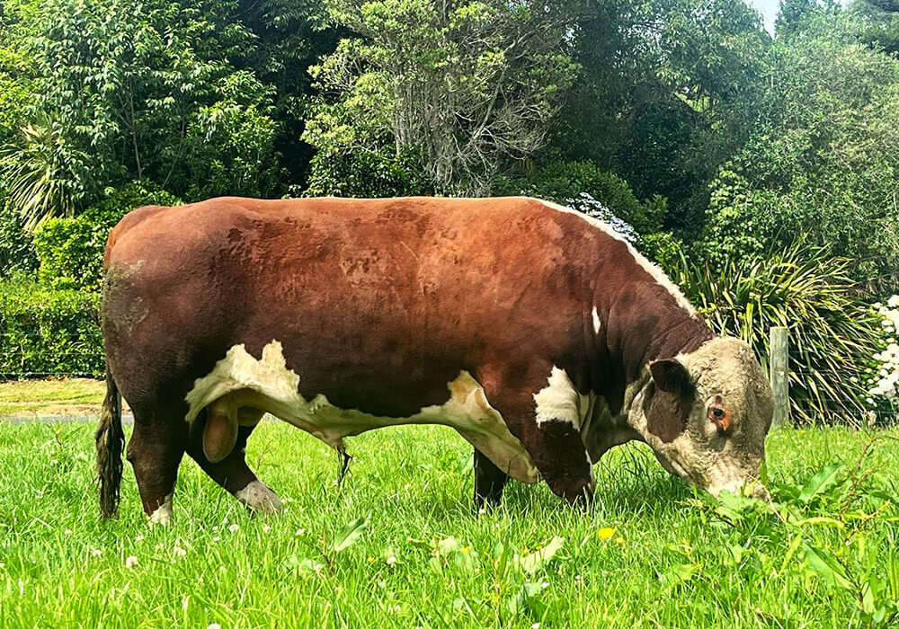 Sarona Herefords Matteo Bull.