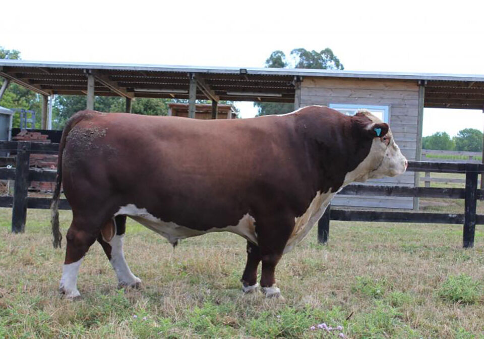 Sarona Herefords Okawi Kingpin Bull.