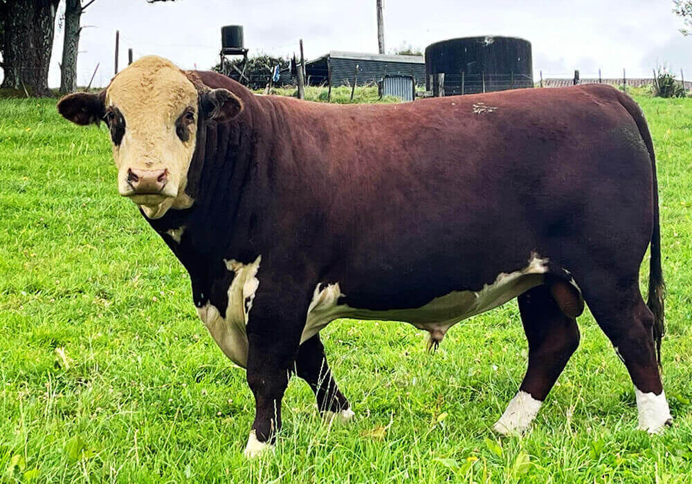 Sarona Herefords Oropi bull.