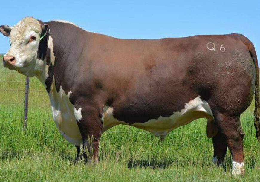 Sarona Herefords Injermira Robert Redford Bull.